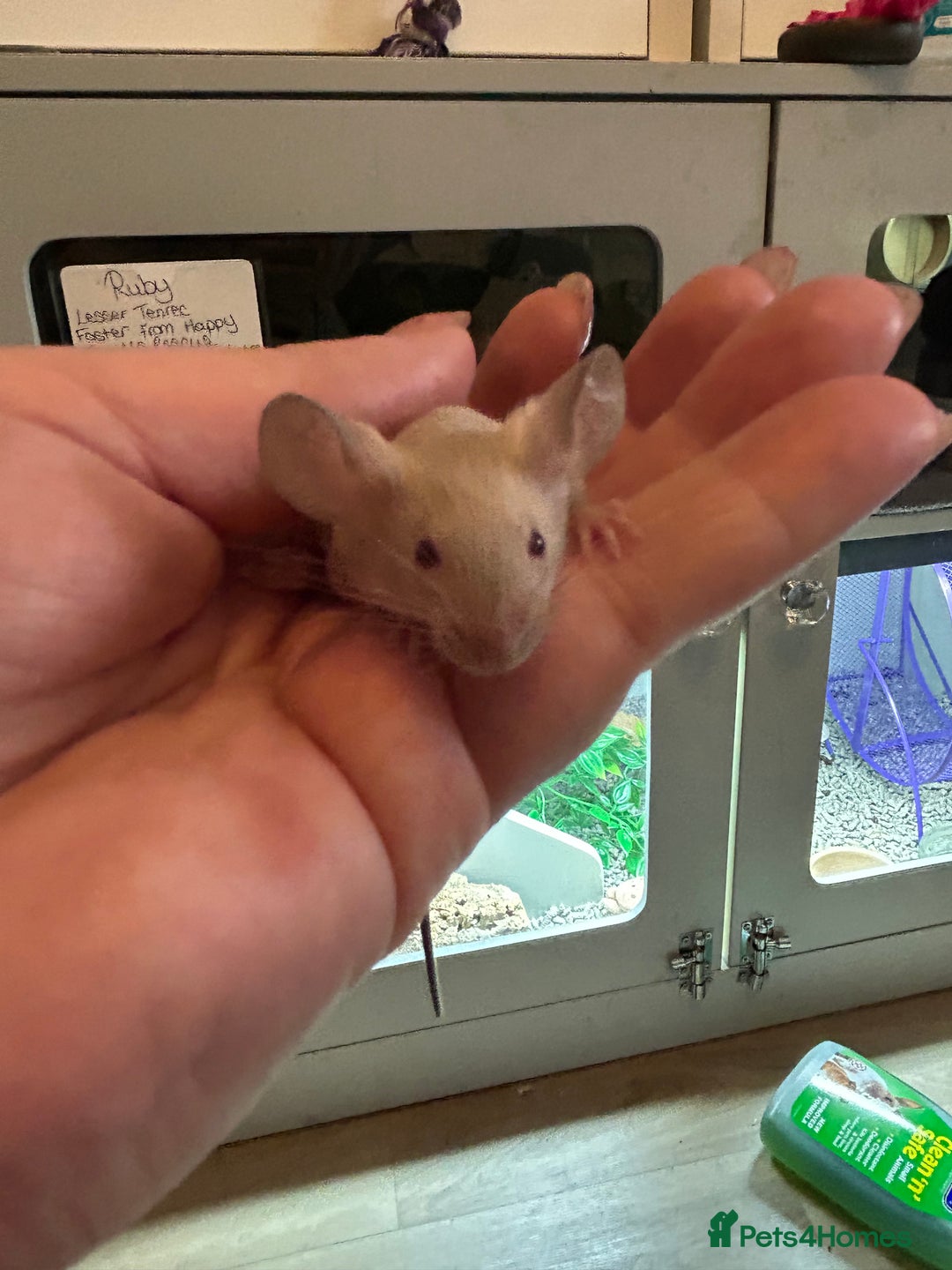 Mouse rodents for sale: Siamese baby mice  - Image 3