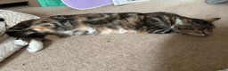 British Shorthair cats for sale: Two black kittens, one with some white    in Bristol - Advert 1