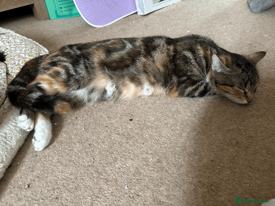British Shorthair cats for sale: Two black kittens, one with some white    in Bristol - Advert 1