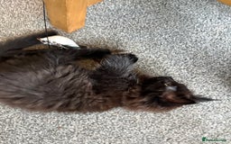 Maine Coon cats for sale: 🐾🐈‍⬛10 week old Maine coon kittens🐈‍⬛🐾 - Image 7