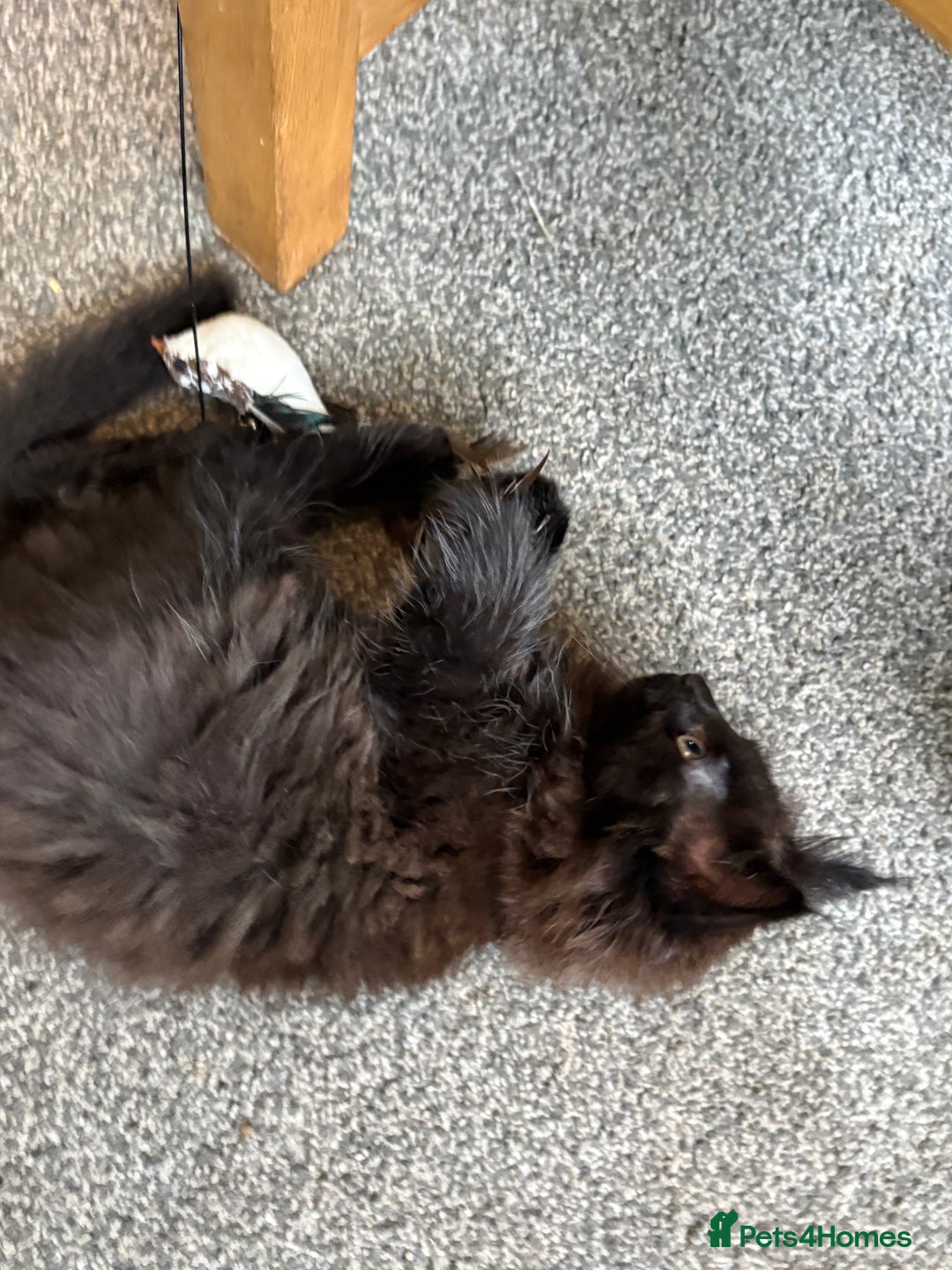 Maine Coon cats for sale: 🐾🐈‍⬛10 week old Maine coon kittens🐈‍⬛🐾 - Image 7
