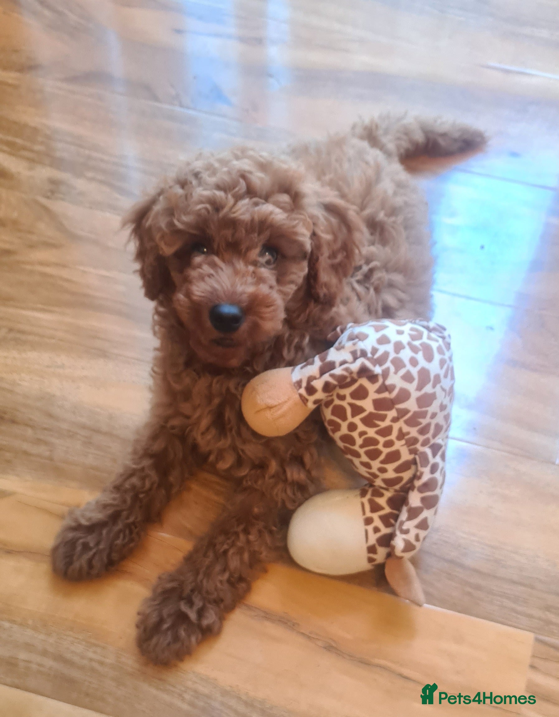 Miniature Poodle dogs 12 week old red girl  - Advert 9