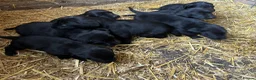 Springador dogs for sale: Beautiful Black Springador puppies for sale. in Okehampton - Advert 4