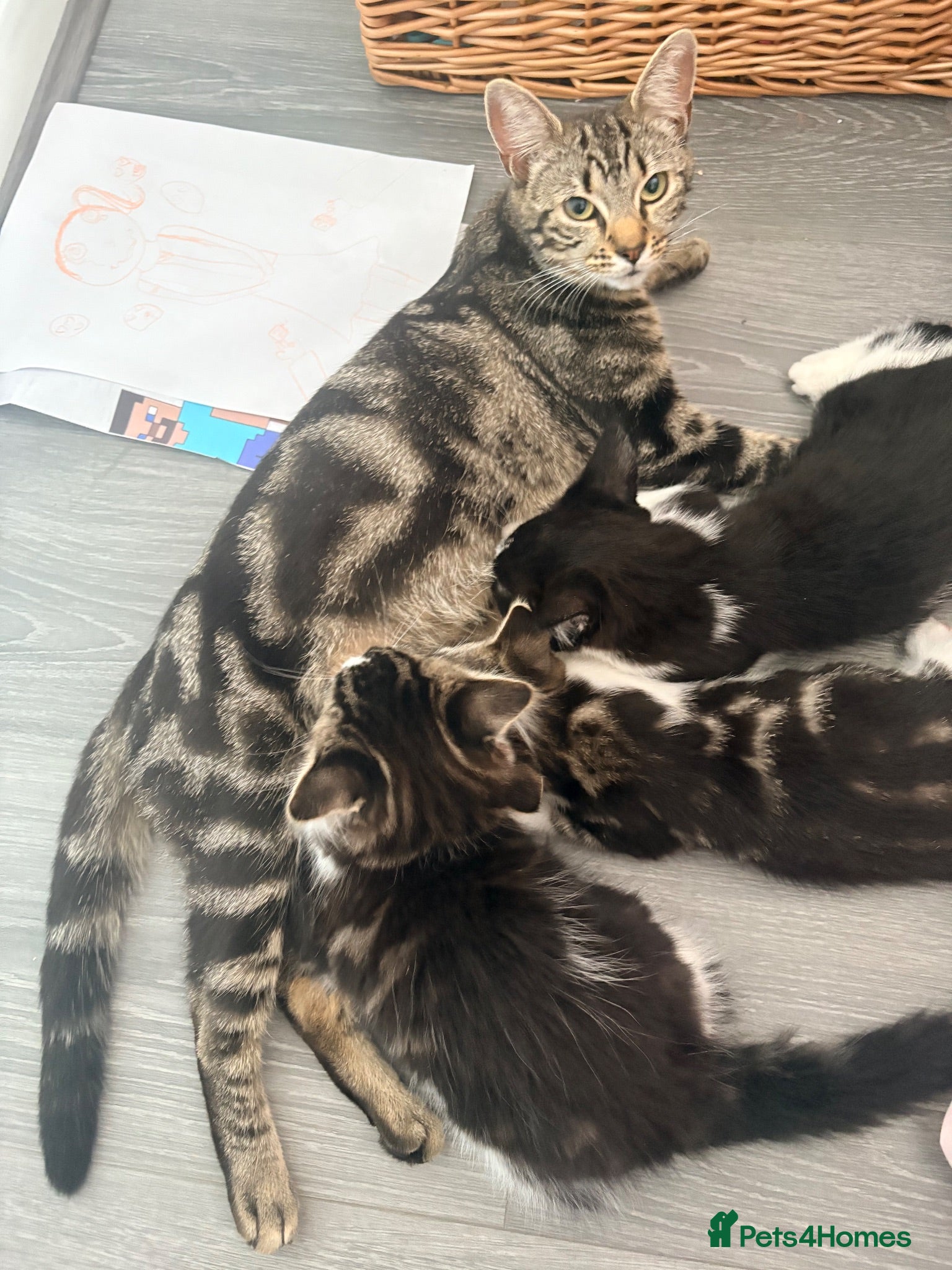Mixed Breed cats Beautiful Fluffy Kitten - Advert 16