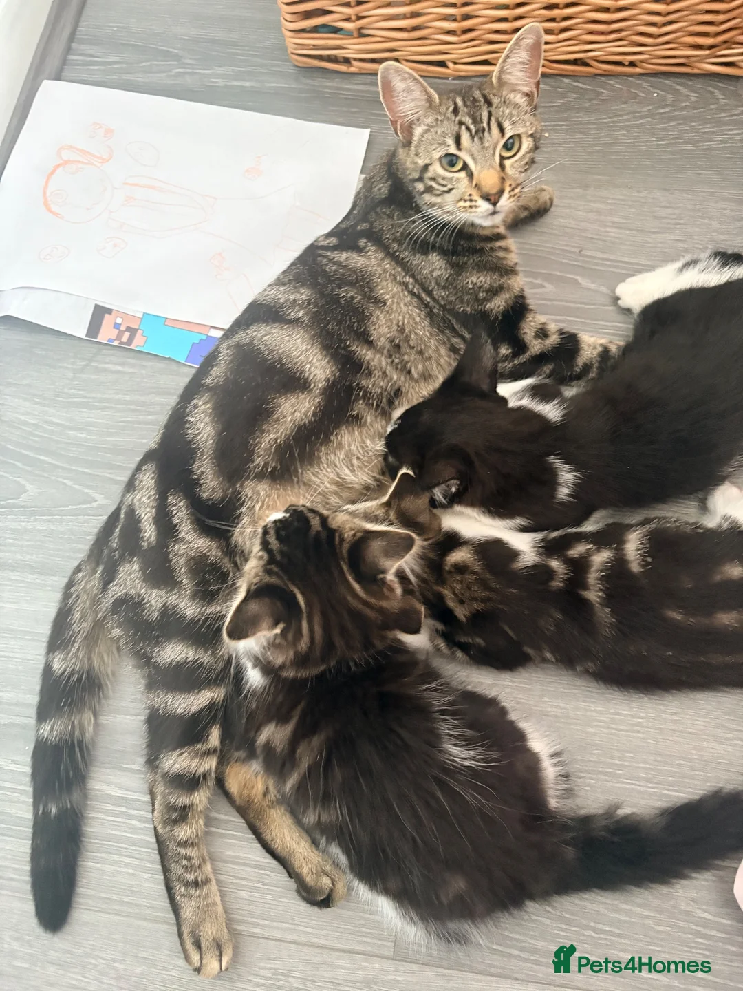 Mixed Breed cats for sale: Beautiful Fluffy Kitten in Leeds - Advert 1