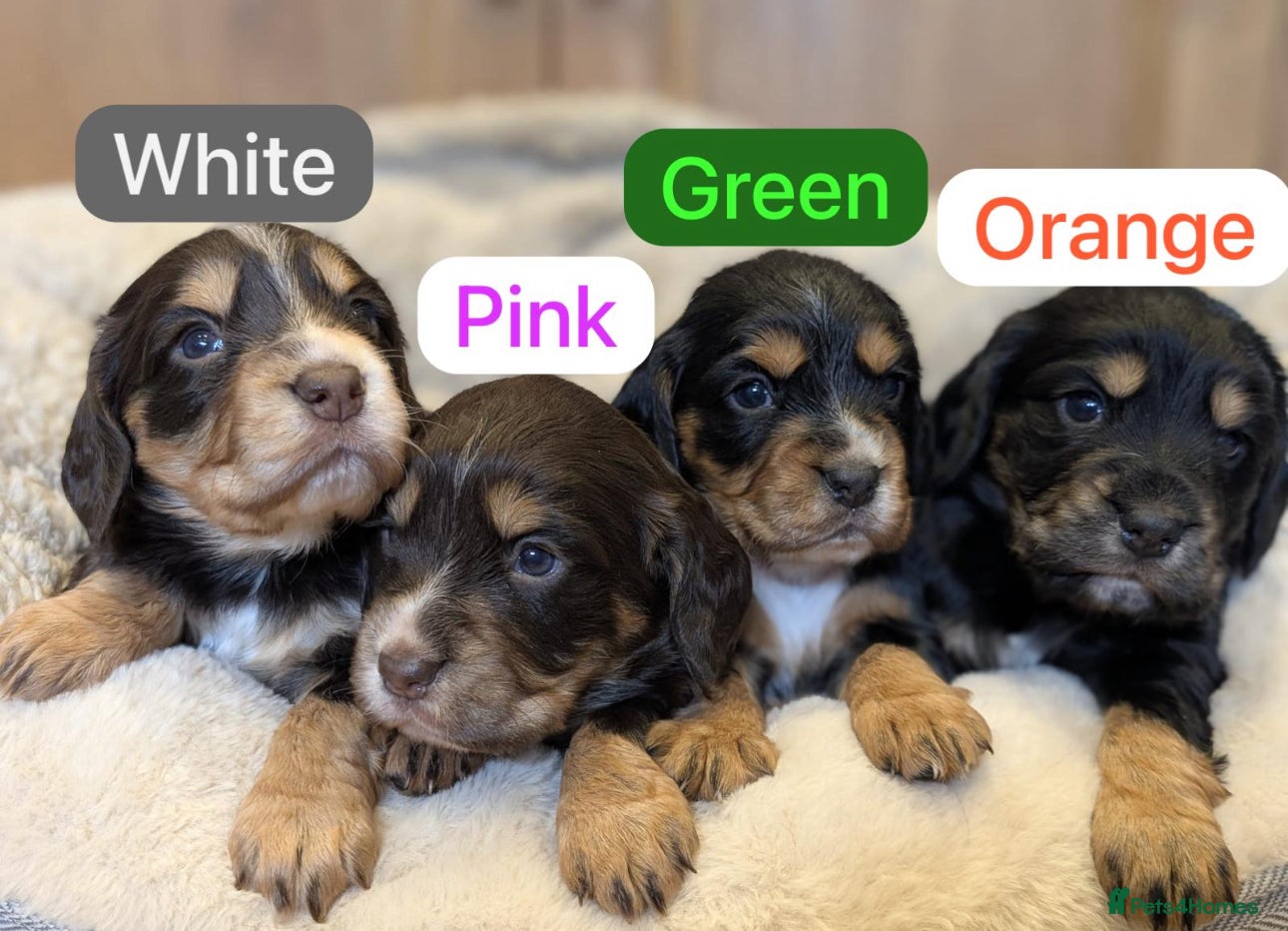 Cocker Spaniel dogs Beautiful Working type Cocker Spaniel Puppies - Advert 2