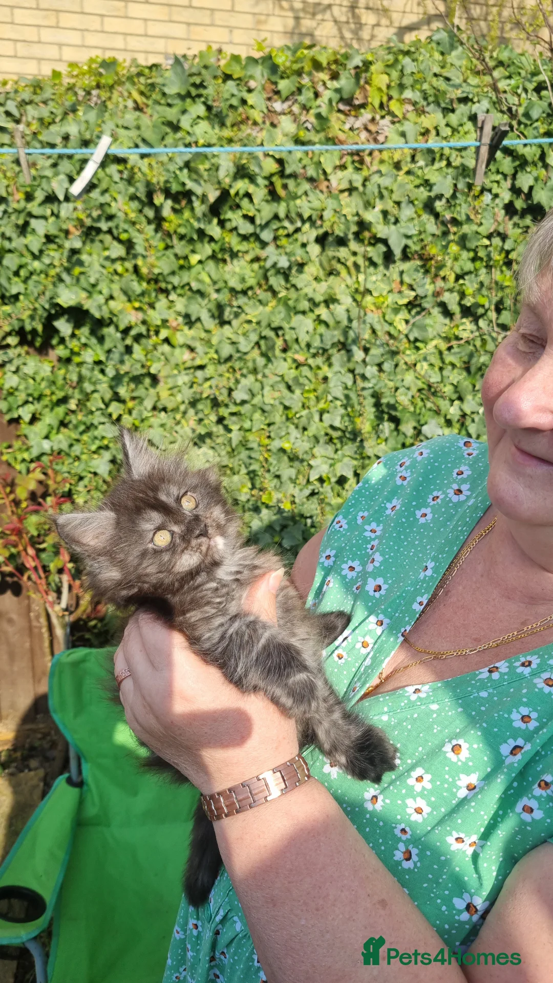 Maine Coon cats for sale: XXL Main Coon  - Advert 34