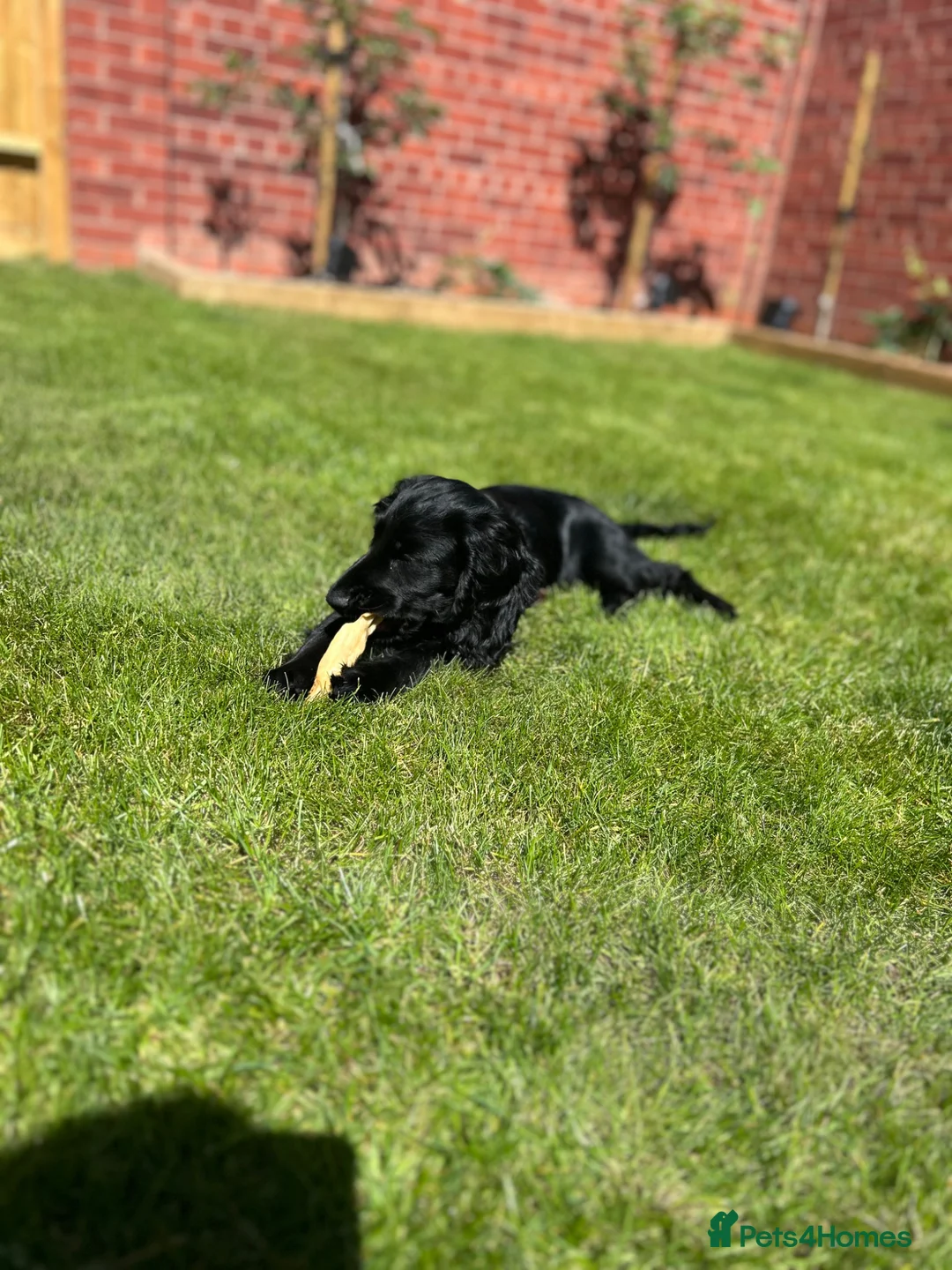 Cocker Spaniel dogs for sale: Ready to leave Cocker spaniel puppy  - Advert 8
