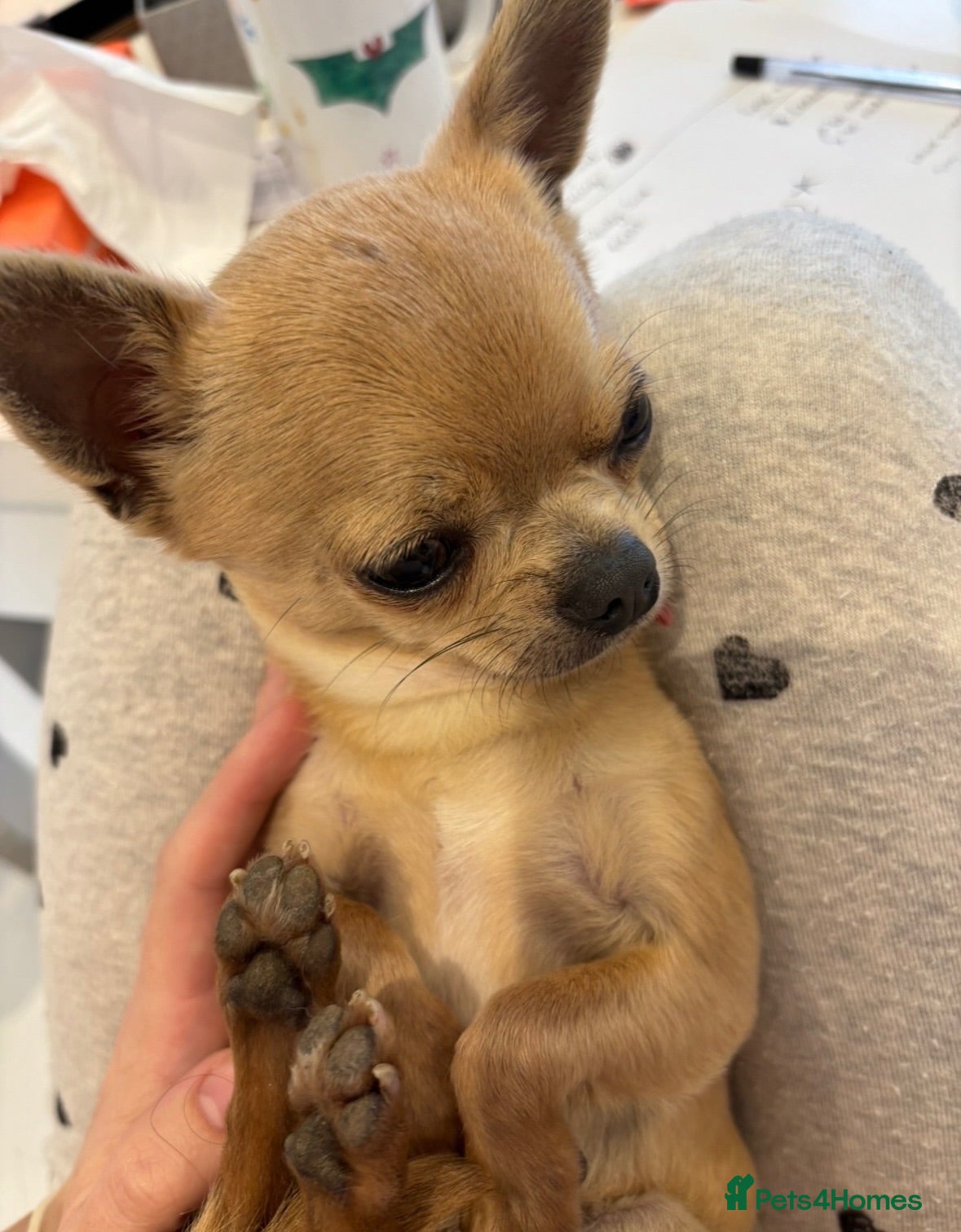 Chihuahua dogs Beautiful full pedigree chihuahua puppies - Advert 1