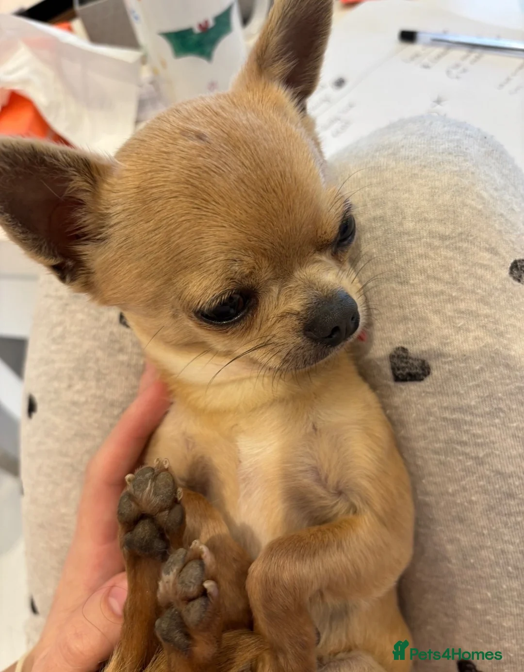 Chihuahua dogs for sale: Beautiful full pedigree chihuahua puppies in Spalding - Advert 1