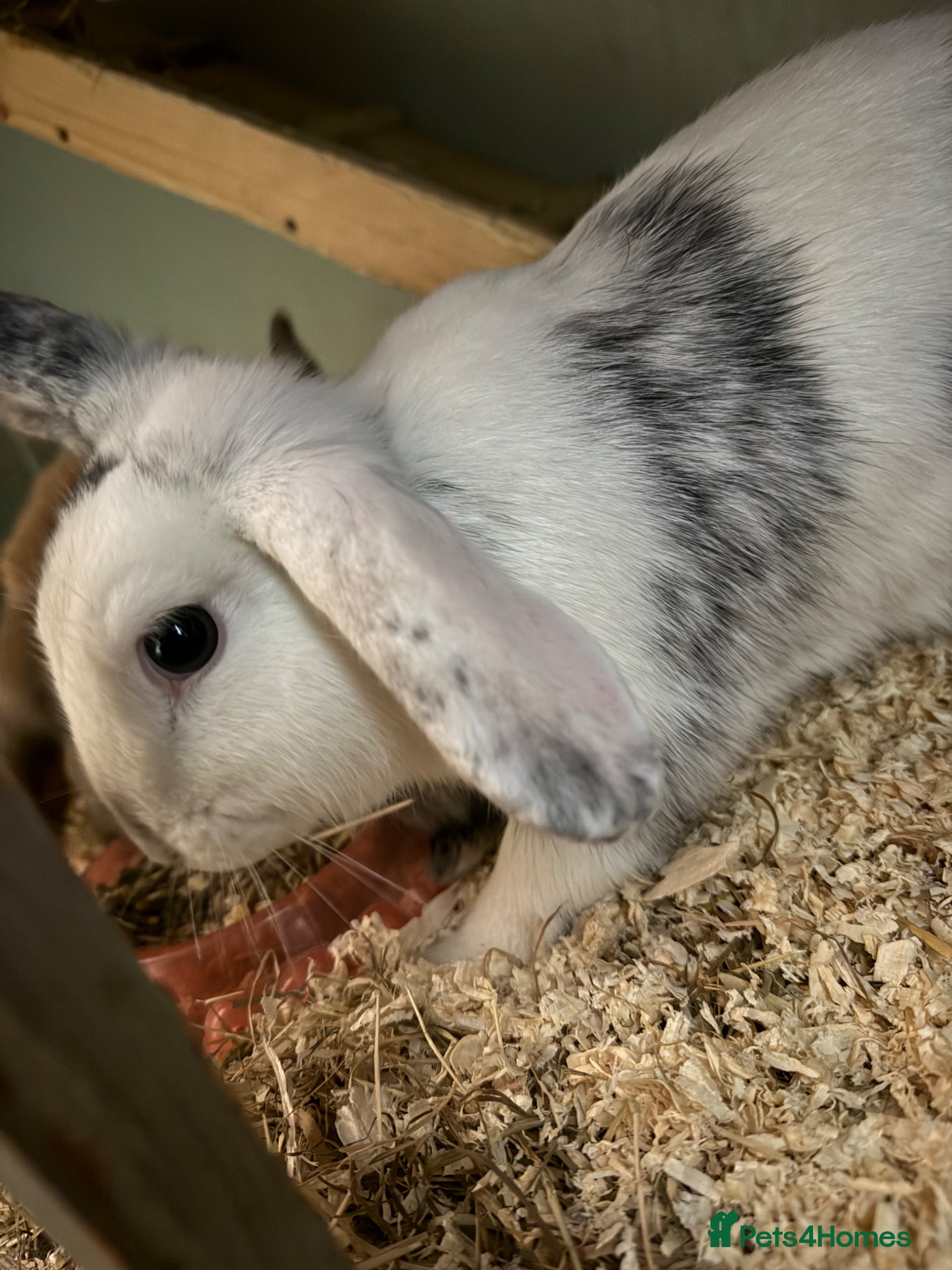 Mini Lop rabbits Rehome White Grey Rabbit Female! - Advert 18