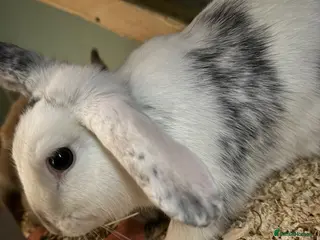 Mini Lop rabbits Rehome White Grey Rabbit Female! - Advert 18