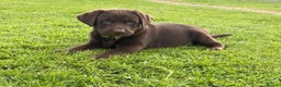 Labrador Retriever dogs for sale: Fully health checked chocolate labrador puppies  - Advert 2