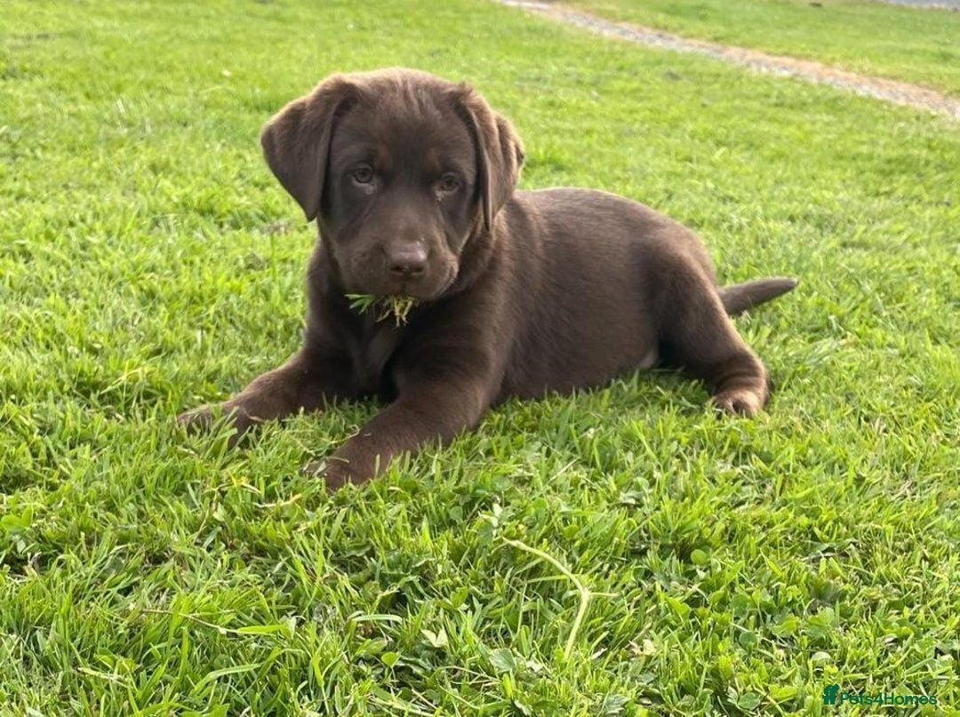 Labrador Retriever dogs for sale: Fully health checked chocolate labrador puppies  - Advert 2