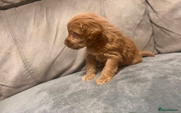 Cockapoo dogs for sale: 🐶F1 Cockerpoo Pups – Merle, Chocolate, Apricot 🐶 - Image 10