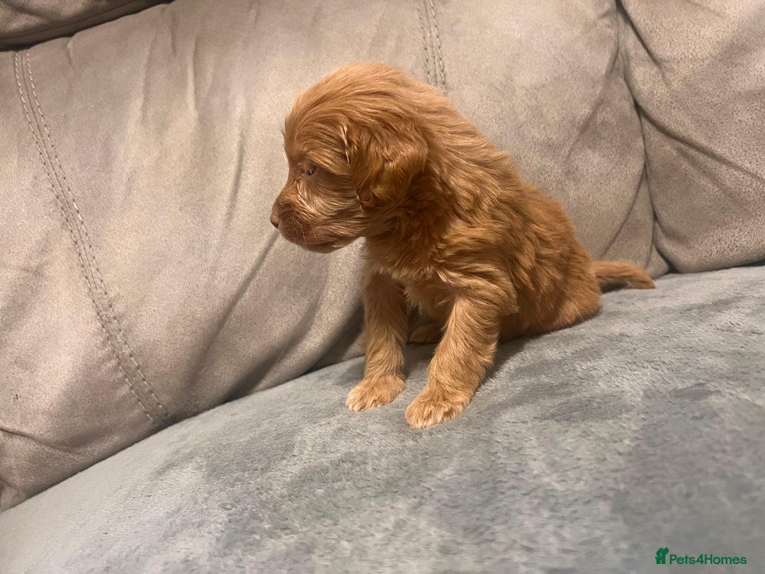 Cockapoo dogs for sale: 🐶F1 Cockerpoo Pups – Merle, Chocolate, Apricot 🐶 - Image 10