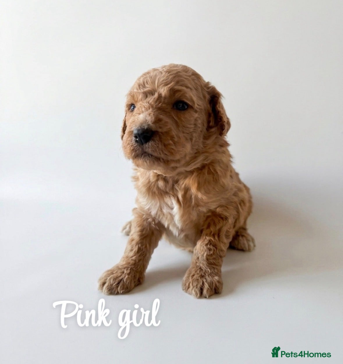 Goldendoodle dogs F1bb goldendoodle puppies  - Advert 1
