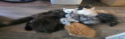 Maine Coon cats for sale: 🐾 Beautiful Maine Coon Kittens 🐾 - Advert 5