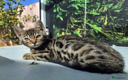 Bengal cats for sale: CUTE SNOW & BROWN BENGAL KITTENS (TICA REG) - Image 8