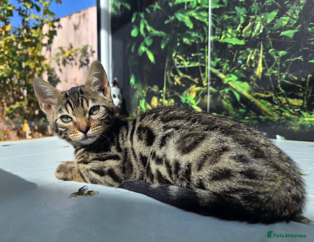 Bengal cats for sale: CUTE SNOW & BROWN BENGAL KITTENS (TICA REG) - Image 8