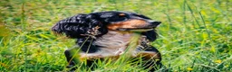 Cocker Spaniel dogs for sale: Working Cocker Spaniel puppies *2 BOYS LEFT* - Advert 2