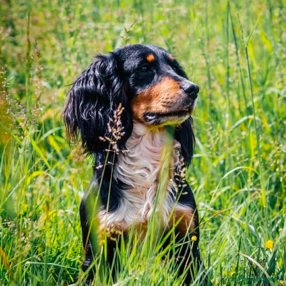 Cocker Spaniel dogs for sale: Working Cocker Spaniel puppies *2 BOYS LEFT* - Advert 2