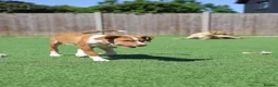 Mixed Breed dogs for adoption: Loyal by name - Loyal in nature - Advert 23