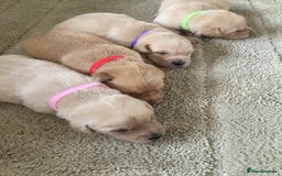 Labrador Retriever dogs for sale: LABRADOR PUPPIES - Image 16