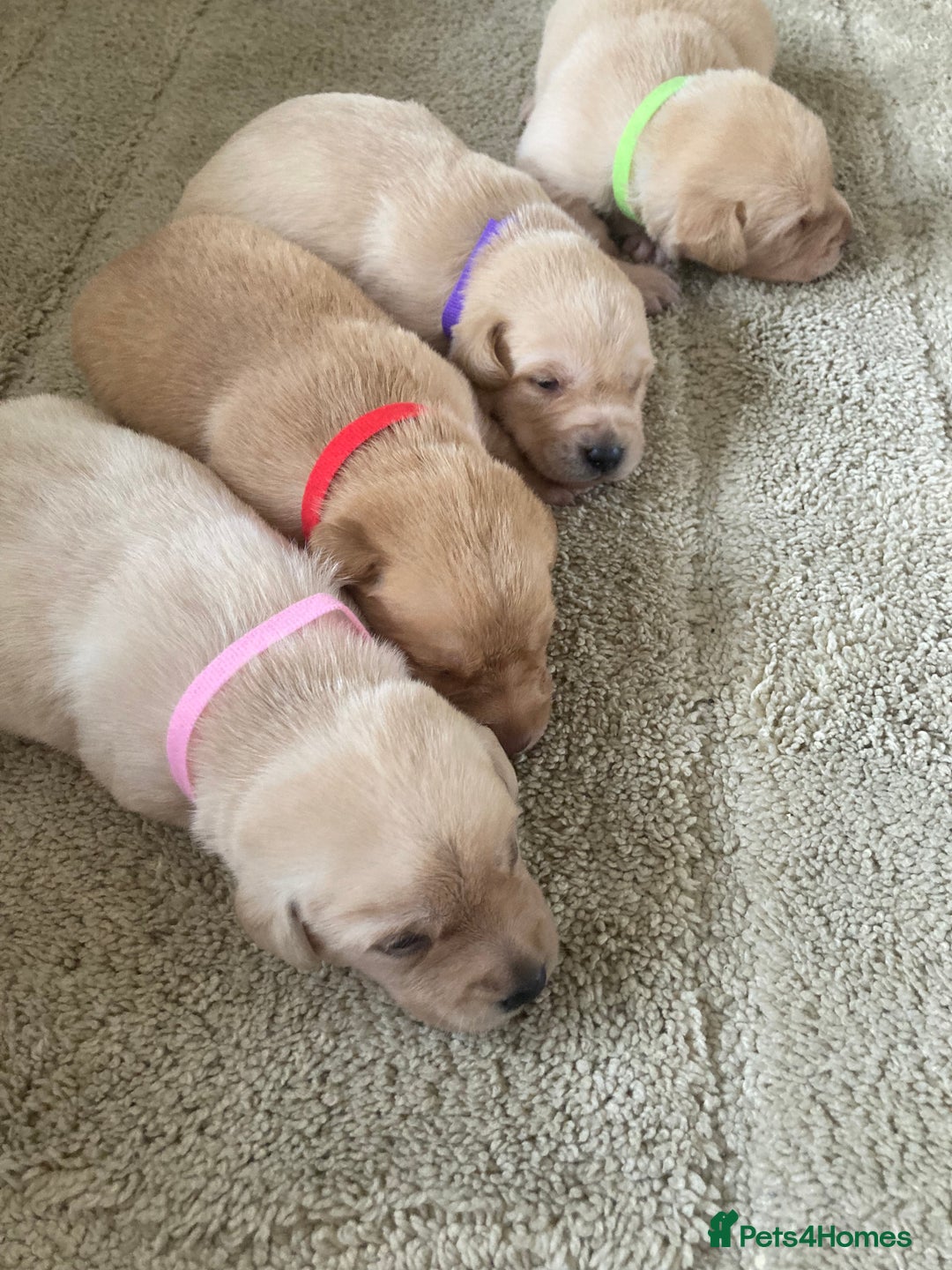 Labrador Retriever dogs for sale: LABRADOR PUPPIES - Image 16