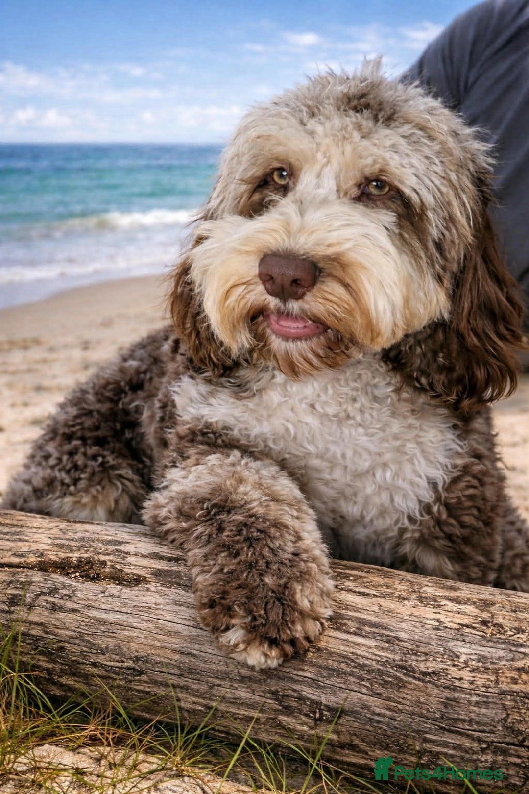 Cockapoo dogs for stud: F1 chocolate merle cockapoo - Advert 1