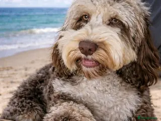 Cockapoo dogs F1 chocolate merle cockapoo - Advert 18