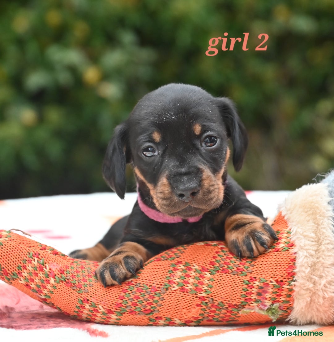 Miniature Dachshund dogs for sale: Beautiful KC black and tan smooth girls - Advert 5