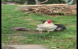 Chickens poultry for sale: Chickens and cockeral for sale - Image 3