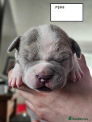 American Bully Puppy 8