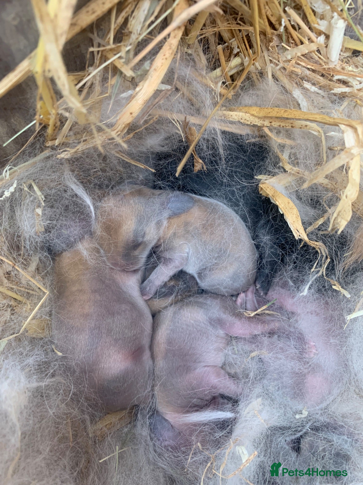 Mini Lop rabbits Mini lops - Baby’s  - Advert 9