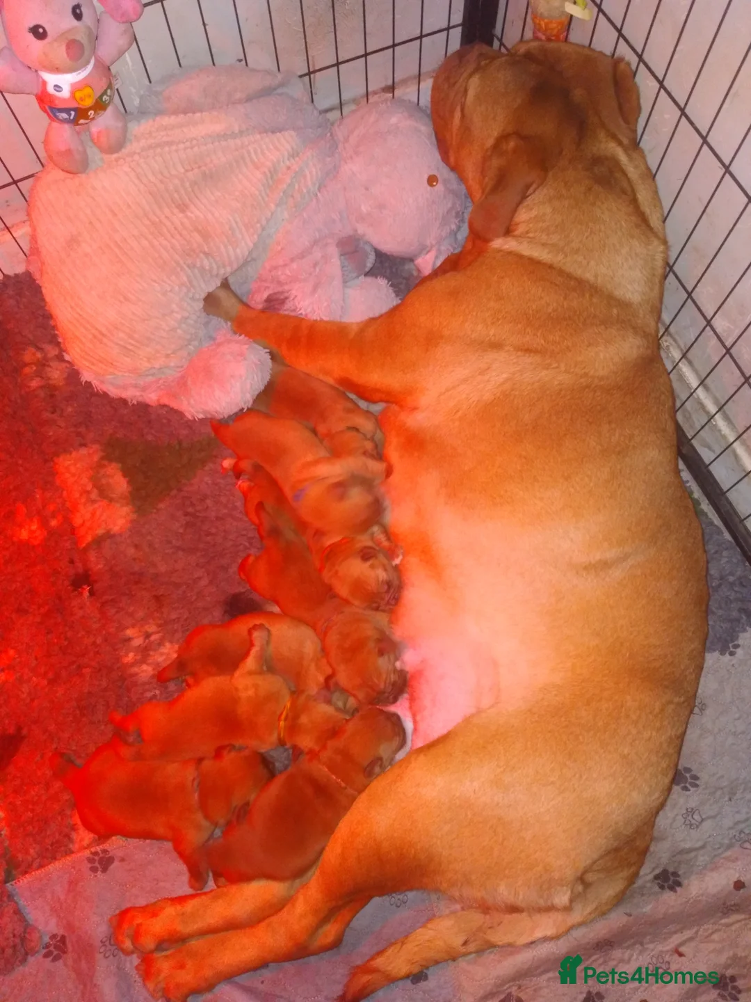 Dogue De Bordeaux dogs for sale: KC Dogue De Bordeaux puppies - Advert 27