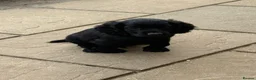 Cocker Spaniel dogs for sale: 6 well bred Cocker Spaniel puppies  - Advert 5