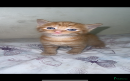 British Shorthair cats for sale: 3 kittens - Image 2