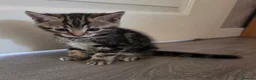 Mixed Breed cats for sale: Mixed Bread Kittens  - Advert 26