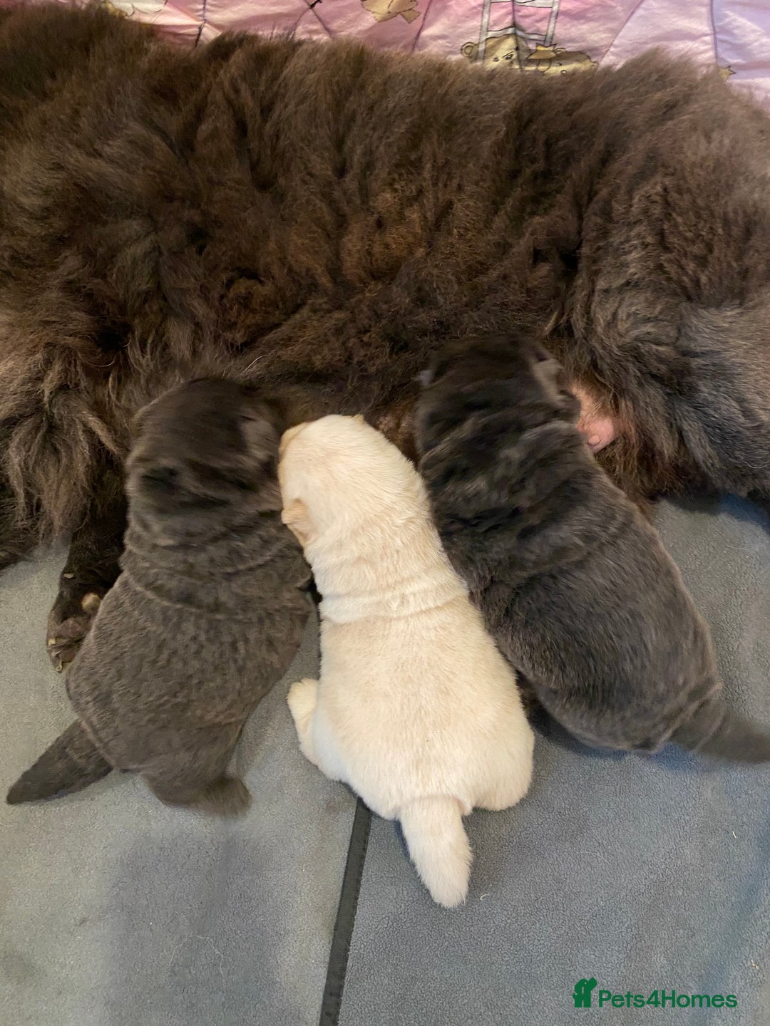 Chow Chow dogs for sale: Blue and Cream carry Tan ChowChow puppies  - Advert 12