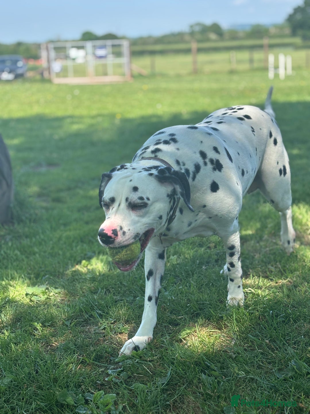 Dalmatian dogs for sale: 3 year old Dalmatian  - Advert 3