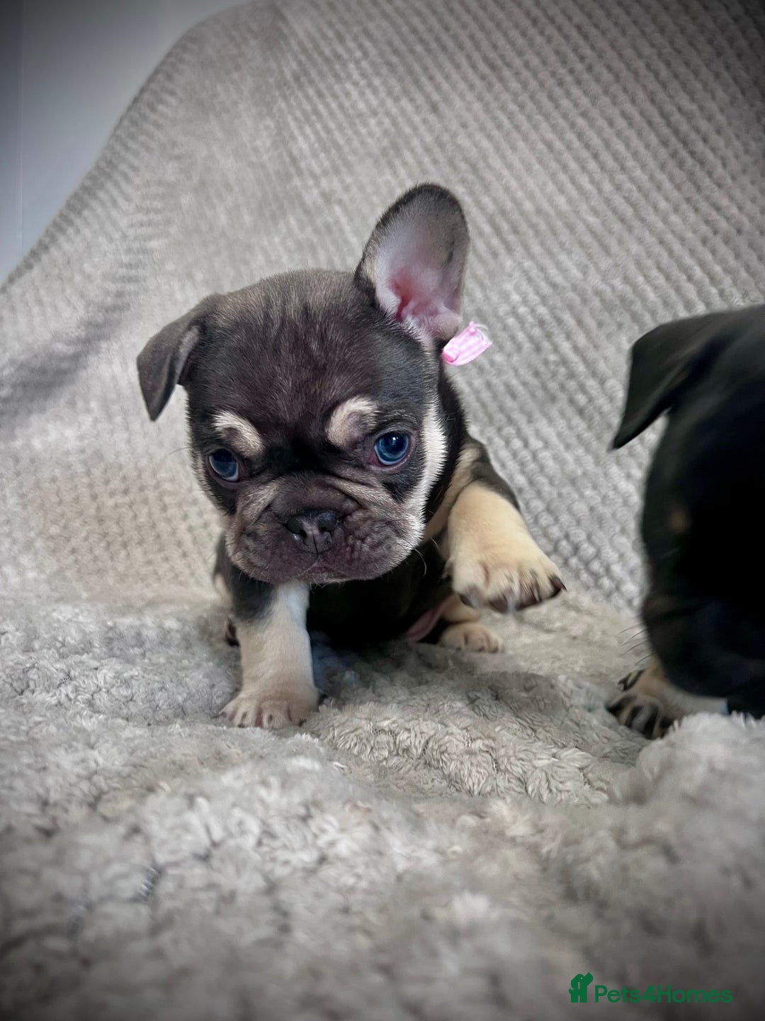 French Bulldog dogs for sale: Gorgeous Puppies ready to be reserved  - Image 13