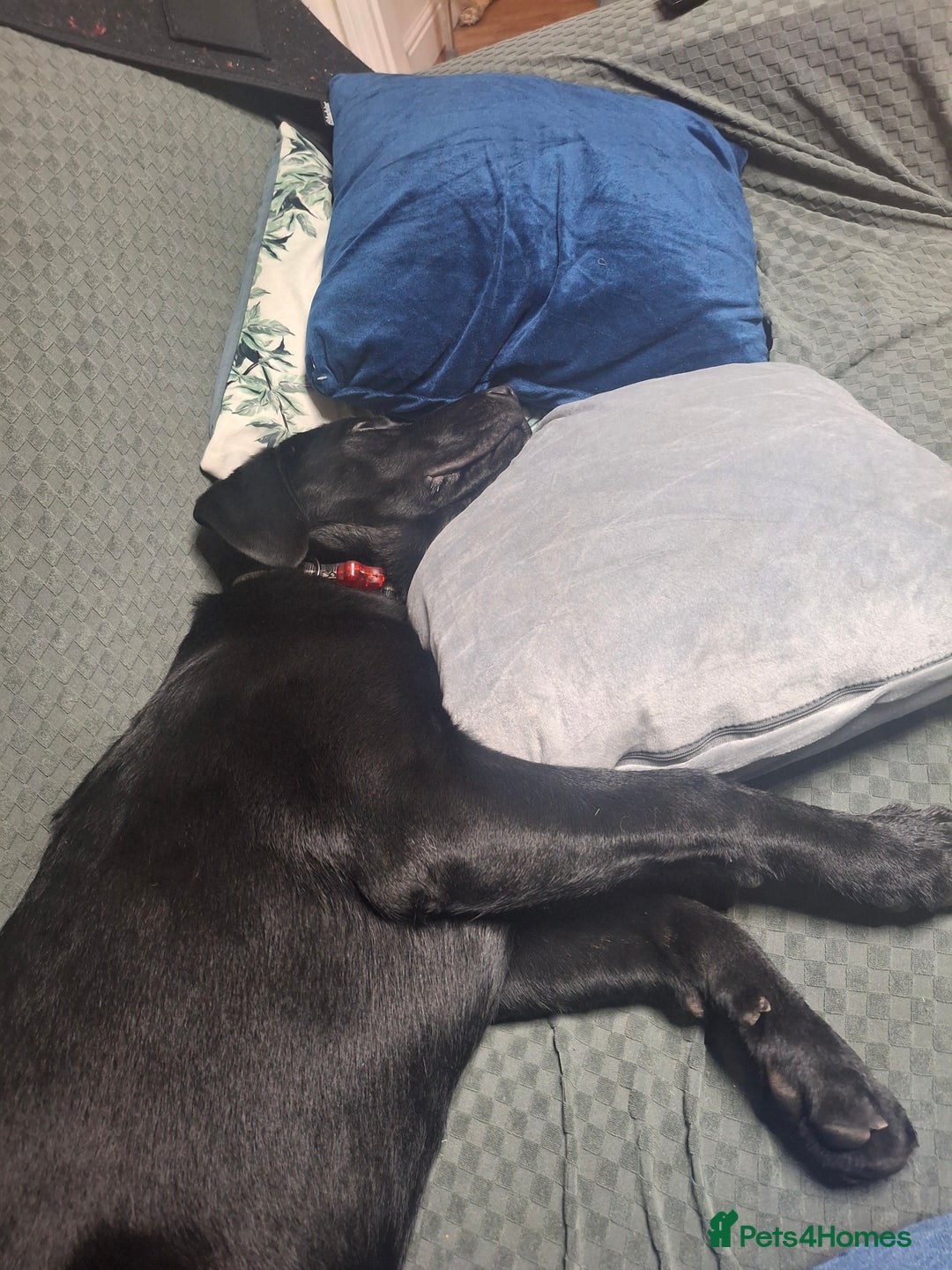 Labrador Retriever dogs for sale: Blue labrador  - Advert 6