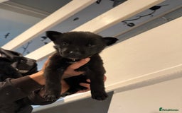 Belgian Shepherd Dog dogs for sale: Belgian malinois - Image 9