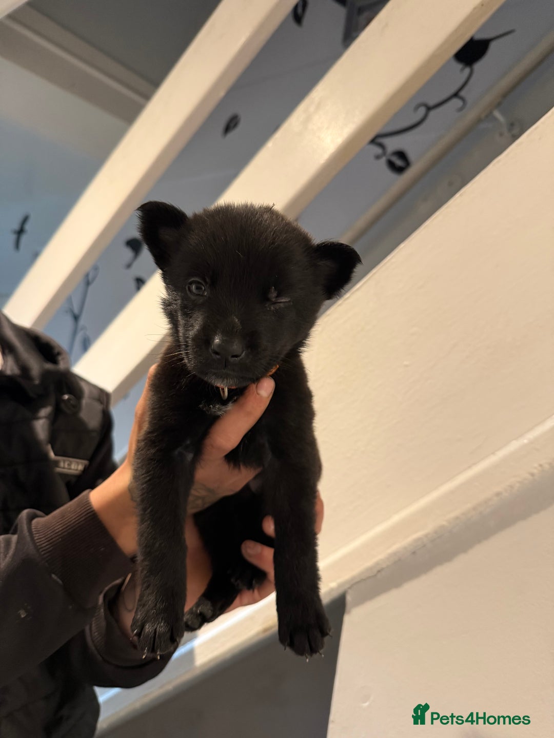 Belgian Shepherd Dog dogs for sale: Belgian malinois - Image 9