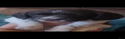English Springer Spaniel dogs for sale: Stunning, English springer spaniels  - Advert 7