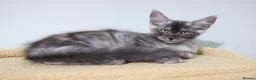 Maine Coon cats for sale: Maine Coons ready now - Advert 14