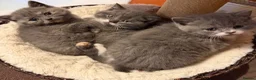 British Shorthair cats for sale: British shorthair kittens for sale  - Advert 11