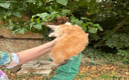 Maine Coon cats for sale: Red Maine coon female kittens, TICA reg - Image 25