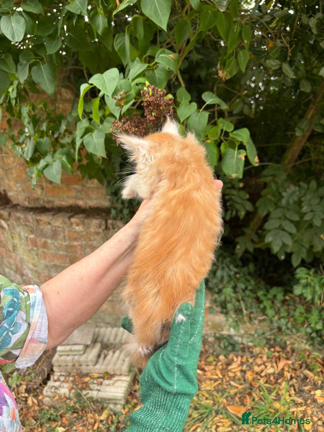 Maine Coon cats for sale: Red Maine coon female kittens, TICA reg - Image 25